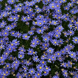 Meet your Posher, Nevaeh